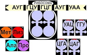 Модель-аппликация "Биосинтез белка" (ламинированная) - fgospostavki.ru - Сергиев Посад