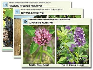 Гербарий фотографический "Сельскохозяйственные растения России" - fgospostavki.ru - Сергиев Посад