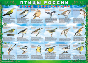 Комплект таблиц "Птицы России (4 листа)" (100х140 сантиметров, винил) - fgospostavki.ru - Сергиев Посад
