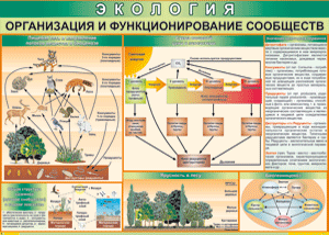 Таблица "Организация и функционирование сообществ" (100х140 сантиметров, винил) - fgospostavki.ru - Сергиев Посад