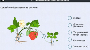 Интерактивные курсы. Биология 7 класс. Расширенный. - fgospostavki.ru - Сергиев Посад