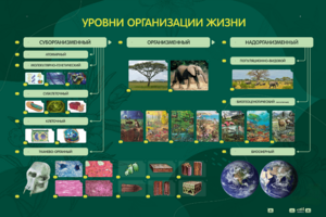 Электрифицированный стенд "Уровни организации жизни" - fgospostavki.ru - Сергиев Посад