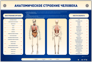 Электрифицированный стенд-тренажер c макетом скелета "Анатомическое строение человека" - fgospostavki.ru - Сергиев Посад