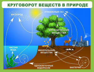 Стенд "Круговорот веществ" - fgospostavki.ru - Сергиев Посад