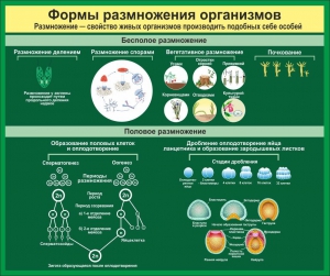 Стенд "Формы размножения организмов" - fgospostavki.ru - Сергиев Посад