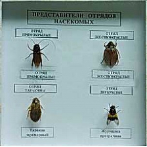 Коллекция энтомологическая "Представители отряда насекомых" - fgospostavki.ru - Сергиев Посад