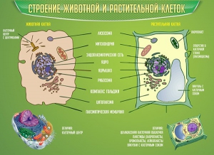 Стенд "Строение животной и растительной клеток" - fgospostavki.ru - Сергиев Посад