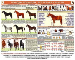 Комплект плакатов "Служебное коневодство" - fgospostavki.ru - Сергиев Посад