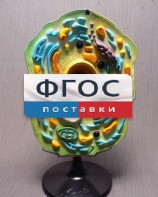 Модель "Клетка растения" - fgospostavki.ru - Сергиев Посад