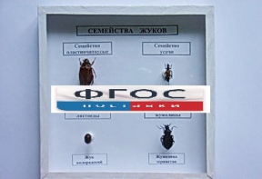 Коллекция "Семейство жуков" - fgospostavki.ru - Сергиев Посад