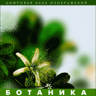 Ботаника. (Цифровая база изображений) - fgospostavki.ru - Сергиев Посад