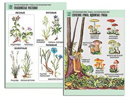 Комплект таблиц "Окружающий мир. Грибы. Растительный мир" (12 таблиц, А1, ламинированные) - fgospostavki.ru - Сергиев Посад