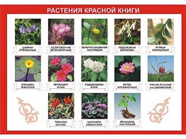Таблица демонстрационная "Растения Красной книги" (винил 100*140) - fgospostavki.ru - Сергиев Посад