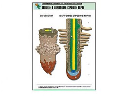 Рельефная таблица "Внешнее и внутреннее строение корня" (формат А1, матовое ламинирование) - fgospostavki.ru - Сергиев Посад
