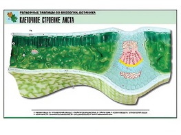 Рельефная таблица "Клеточное строение листа" (формат А1, матовое ламинирование) - fgospostavki.ru - Сергиев Посад