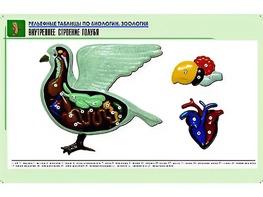Рельефная таблица "Внутреннее строение голубя" (формат А1, матовое ламинирование) - fgospostavki.ru - Сергиев Посад