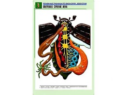 Рельефная таблица "Внутреннее строение жука" (формат А1, матовое ламинирование) - fgospostavki.ru - Сергиев Посад