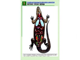 Рельефная таблица "Внутреннее строение ящерицы" (формат А1, матовое ламинирование) - fgospostavki.ru - Сергиев Посад