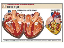Рельефная таблица "Строение сердца" (формат А1, матовое ламинирование) - fgospostavki.ru - Сергиев Посад