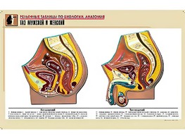 Рельефная таблица "Таз мужской и женский" (формат А1, матовое ламинирование) - fgospostavki.ru - Сергиев Посад