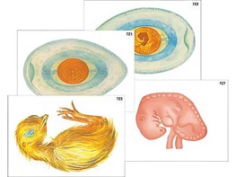 Модель-аппликация "Развитие птицы и млекопитающего (человека)" (ламинированная) - fgospostavki.ru - Сергиев Посад