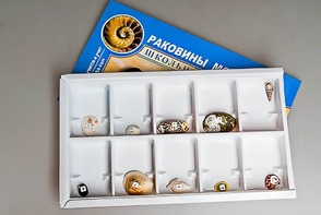 Коллекция "Раковины моллюсков" - fgospostavki.ru - Сергиев Посад