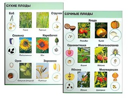 Коллекция "Семена и плоды" - fgospostavki.ru - Сергиев Посад