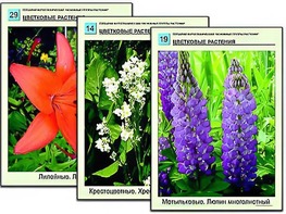 Гербарий фотографический "Основные группы растений" - fgospostavki.ru - Сергиев Посад