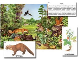 Магнитный плакат-аппликация "Лес: биоразнообразие и взаимосвязи в сообществе" - fgospostavki.ru - Сергиев Посад