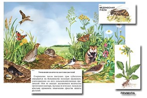 Магнитный плакат-аппликация "Луг: биоразнообразие и взаимосвязи в сообществе" - fgospostavki.ru - Сергиев Посад