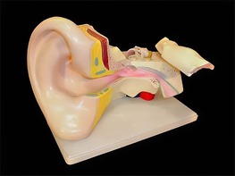 Модель уха - fgospostavki.ru - Сергиев Посад