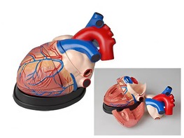 Модель сердца в разрезе (демонстрационная) - fgospostavki.ru - Сергиев Посад