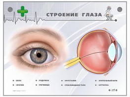 Интерактивный стенд "Строение глаза" - fgospostavki.ru - Сергиев Посад