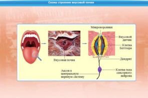Интерактивные курсы. Биология 10 класс. Базовый. - fgospostavki.ru - Сергиев Посад