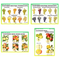 Плакаты ПРОФТЕХ "Ассортимент плодово-ягодных культур" (19 пл, винил, 70х100) - fgospostavki.ru - Сергиев Посад