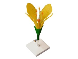 Модель цветка капусты - fgospostavki.ru - Сергиев Посад