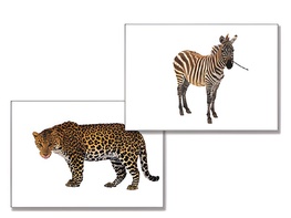 Дидактическое пособие "Дикие животные" - fgospostavki.ru - Сергиев Посад