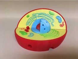 Модель растительной клетки - fgospostavki.ru - Сергиев Посад