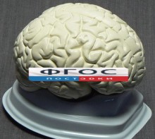 Модель "Мозг в разрезе" (белый) - fgospostavki.ru - Сергиев Посад