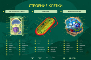 Электрифицированный стенд "Строение клетки" с маркерными полями - fgospostavki.ru - Сергиев Посад