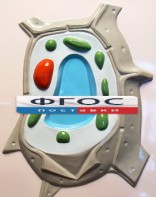 Модель барельефная "Растительная клетка" - fgospostavki.ru - Сергиев Посад